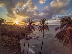 A beach with palm trees and the ocean.