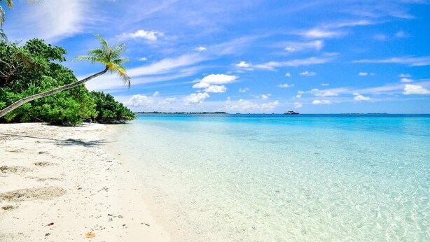 A beach with clear turquoise water, a palm tree, and a distant ship.