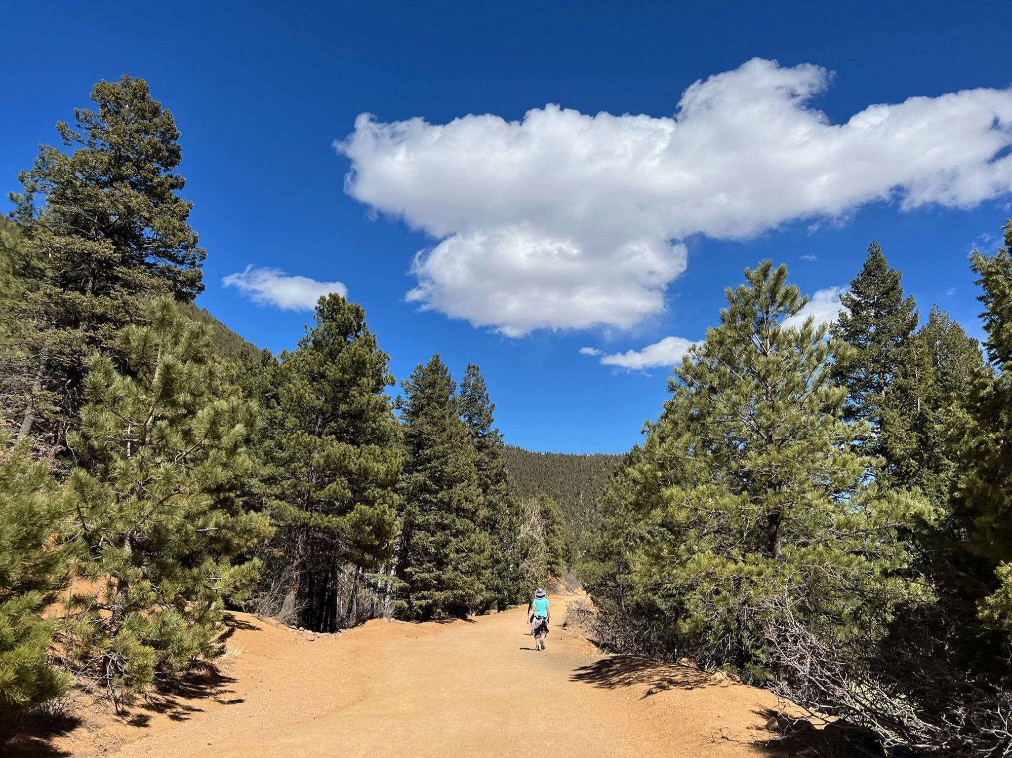 A hiking trail surrounded by dense pine trees and a clear blue sky.