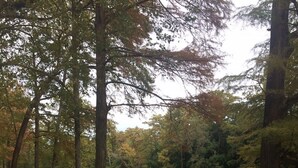 Een houten picknicktafel aan een rustig meer, omringd door bomen.
