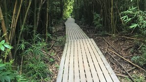A wooden pathway through a bamboo forest. - Spectacular OCEANFRONT! 2BR/2BA Papakea L-305. June 14 - 18th 250/nt (Kaanapali)