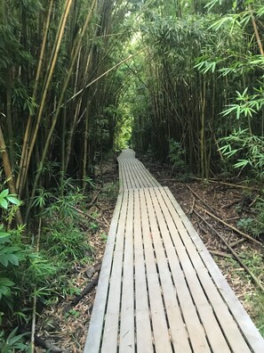 A wooden pathway through a bamboo forest.
