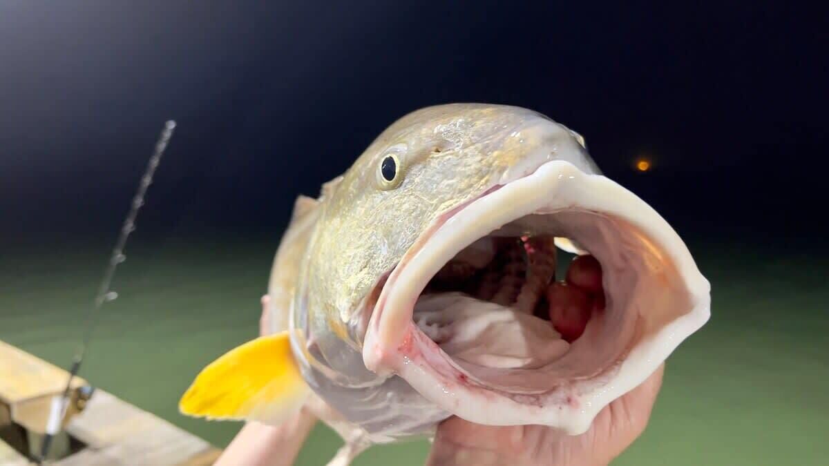 Un gros plan d’un poisson tenu par une personne, avec une canne à pêche en arrière-plan.
