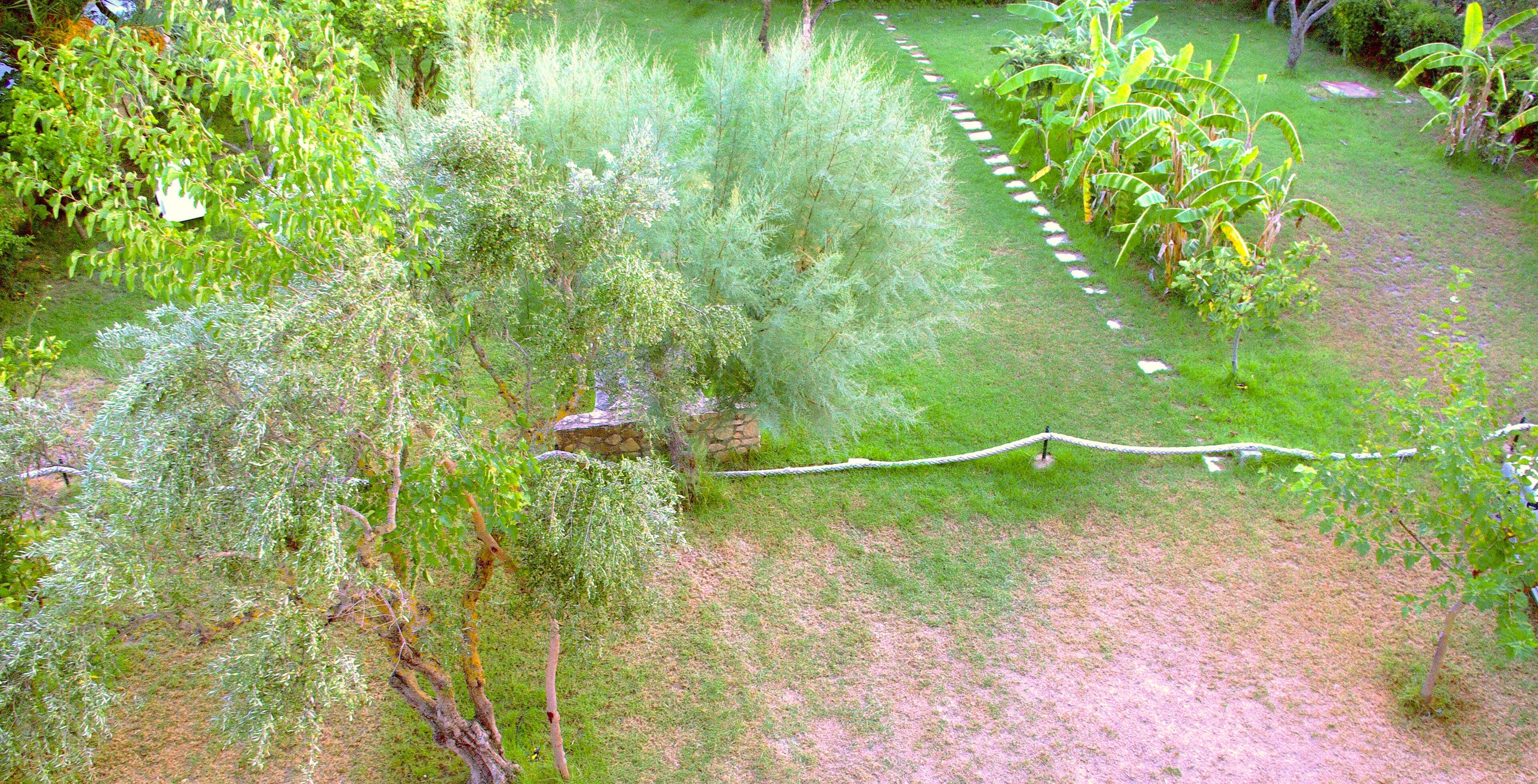 Un jardin avec différentes espèces de plantes et un sentier en pierre.