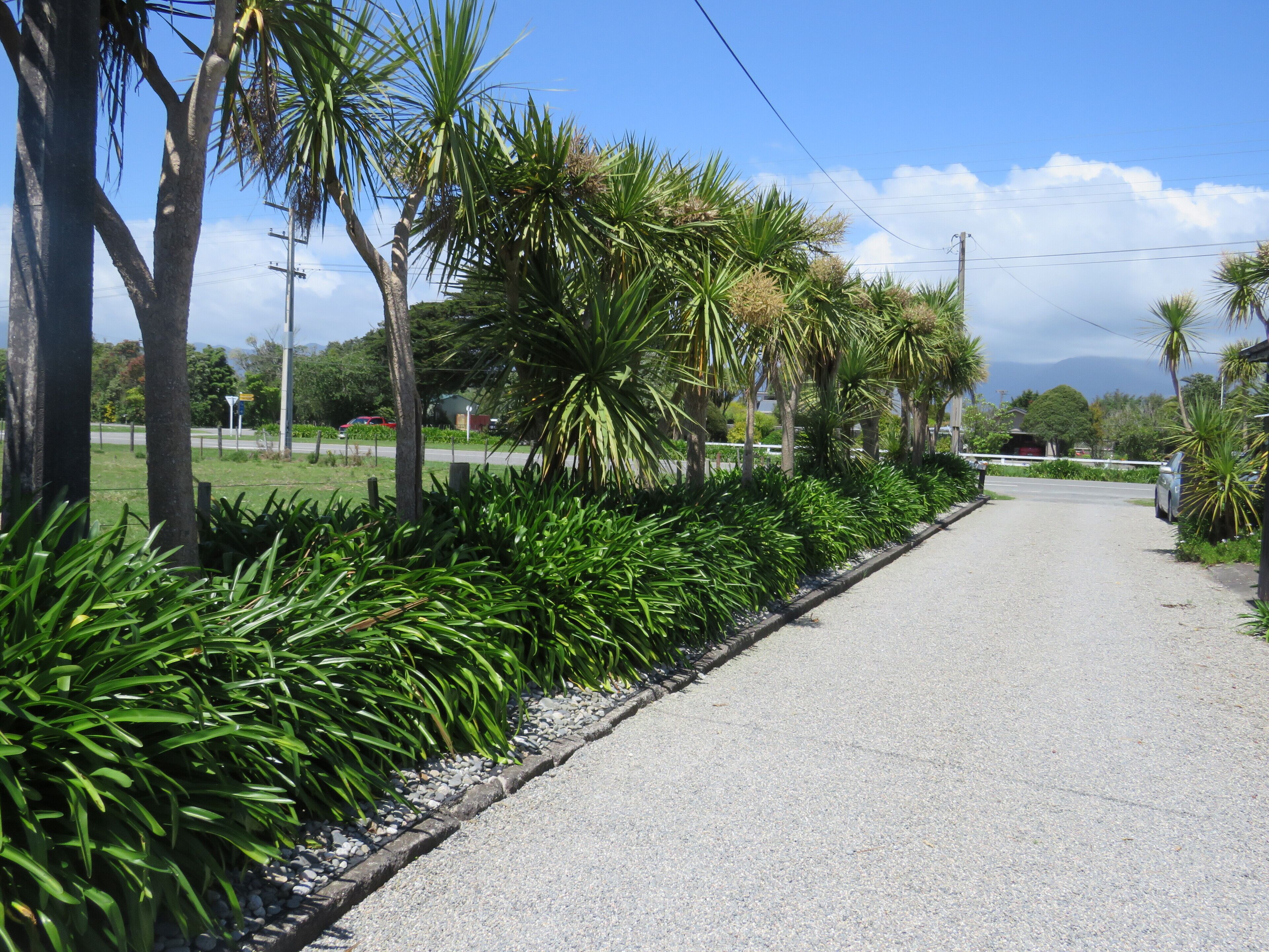 The driveway is lined with Cabbage Trees and Agapanthus