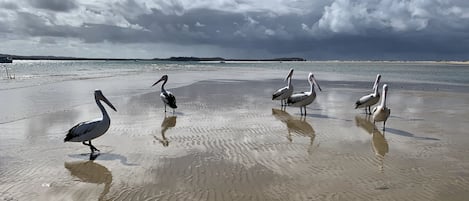 Strand