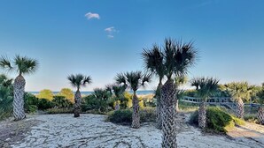 A pathway lined with palm trees leading to a beach. - Beachfront condo w. hot tub + beach access. (Tybee Island)