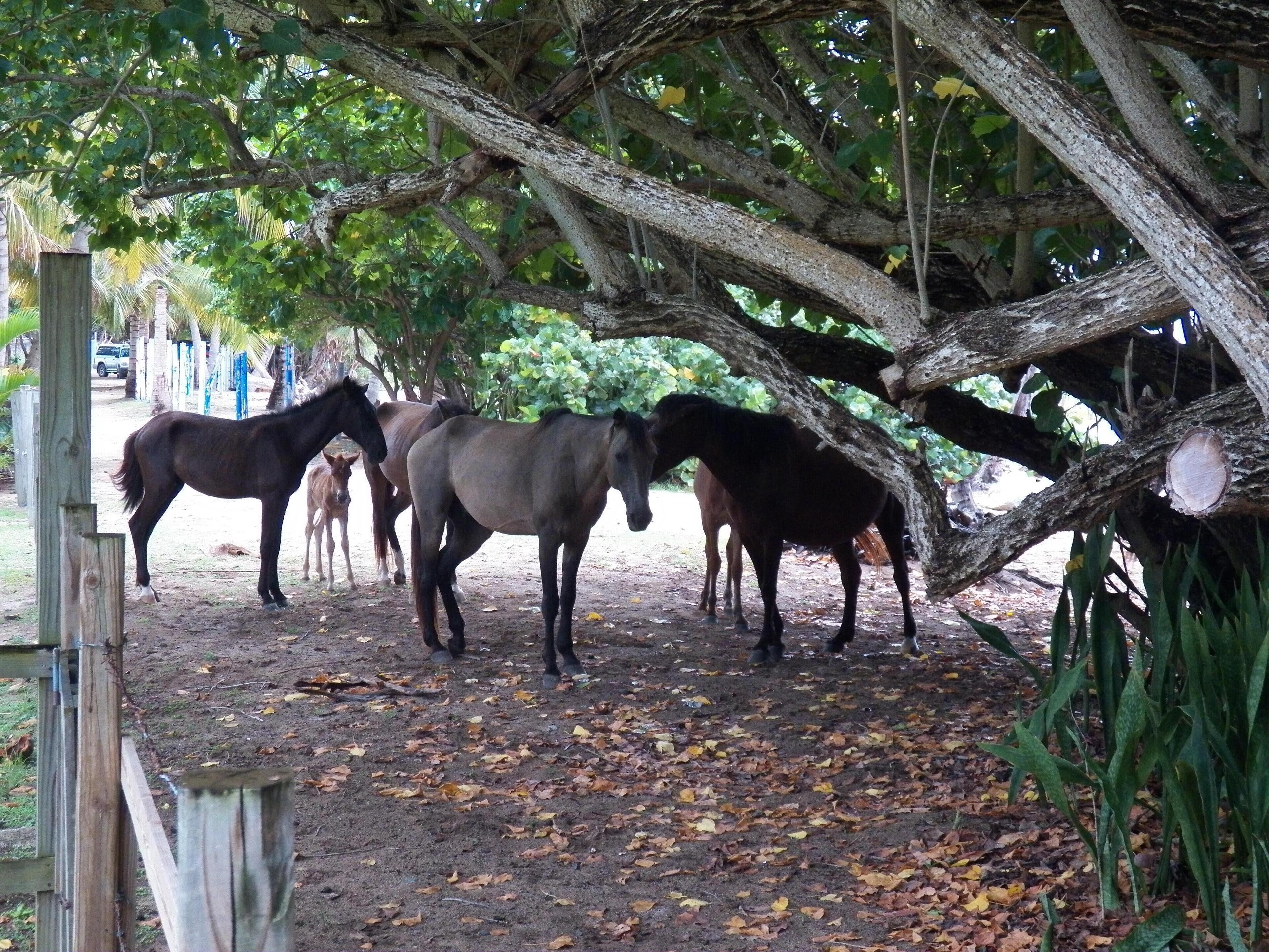 Un écurie où des chevaux se tiennent à l'ombre des arbres.