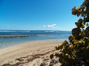Una playa con agua cristalina, una orilla arenosa y algo de sargazo.