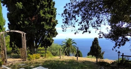 ĂlĂ©gante villa dans le coeur d'une oliveraie arbres de pin de cyprĂšs surplombant la mer.