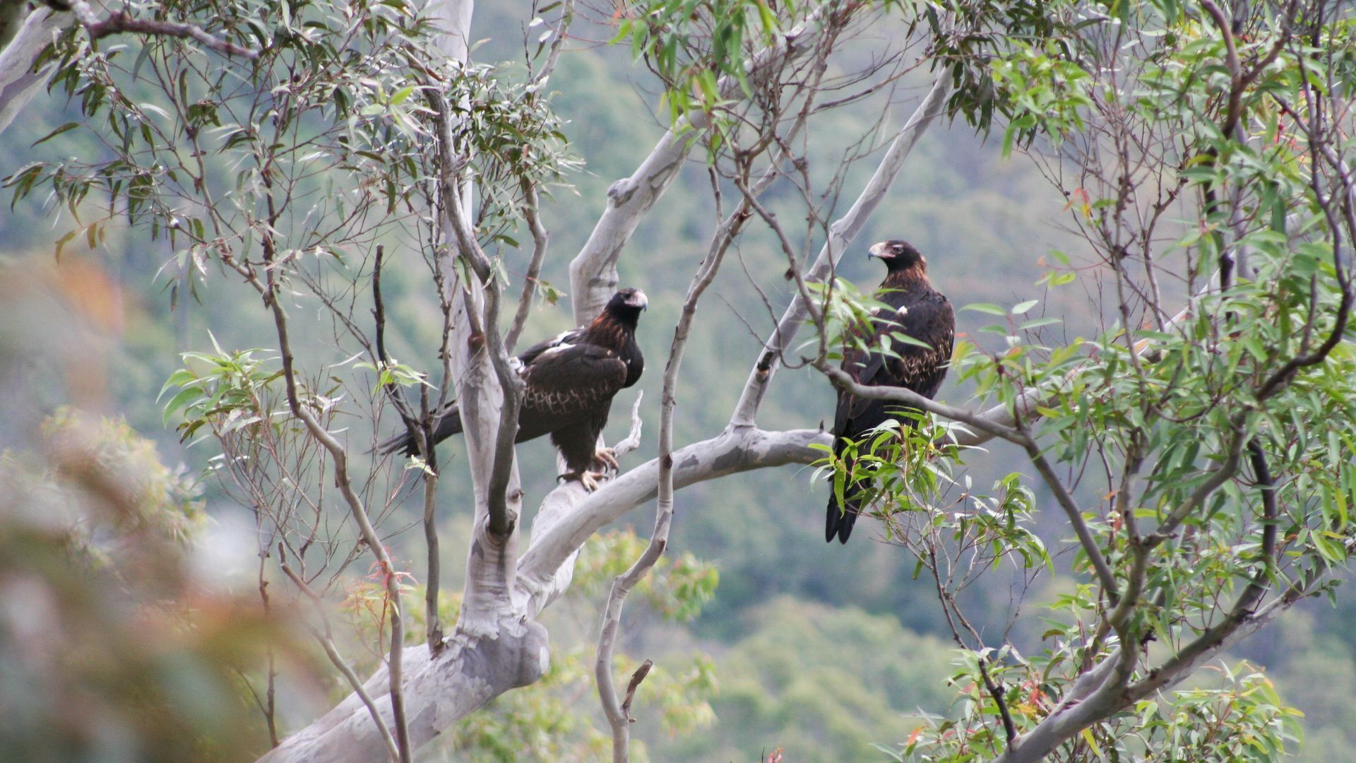 Eaglerock Eco Spa Lodge — image 14