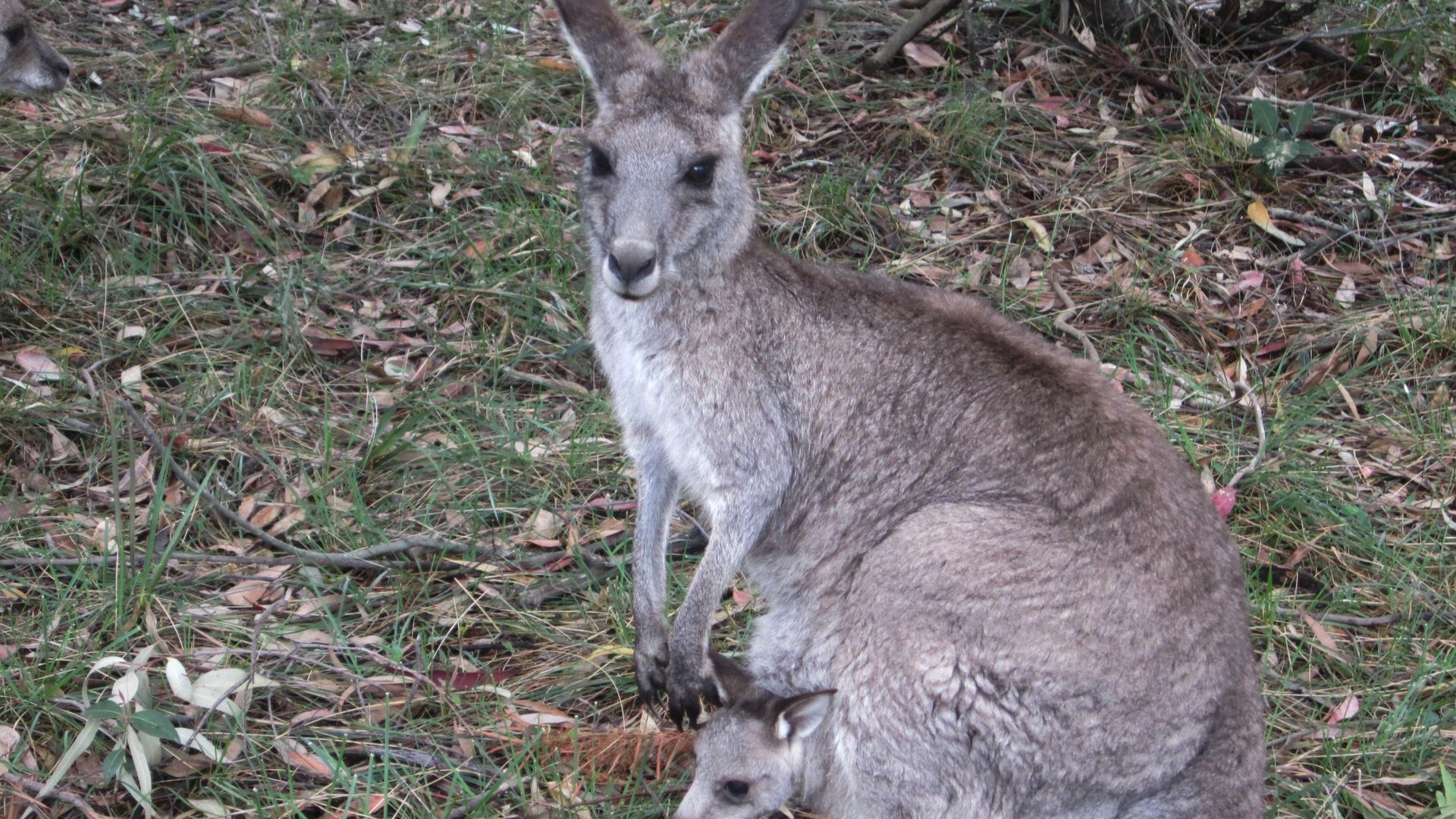 Eaglerock Eco Spa Lodge — image 13