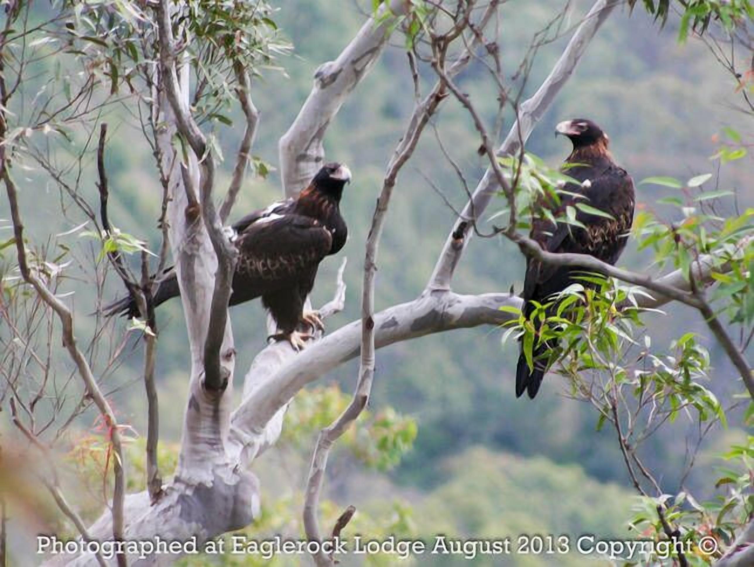 Eaglerock Eco Spa Lodge — image 15
