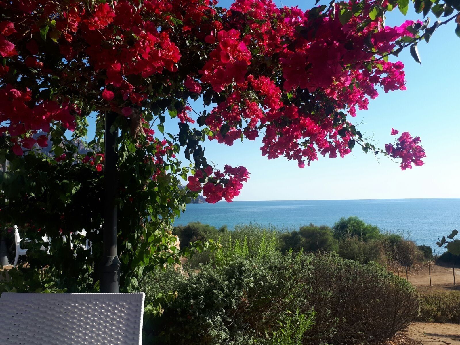 Vista sulla costa con un albero dai vivaci fiori rosa, cielo sereno e mare sullo sfondo.