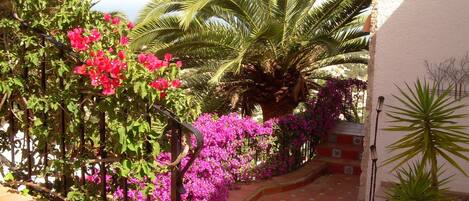 Kirkkaanvärisillä bougainvillea-kasveilla ja palmuilla reunustettu polku johtaa rakennukseen, jossa on laatoitettu lattia ja valkoinen seinä.