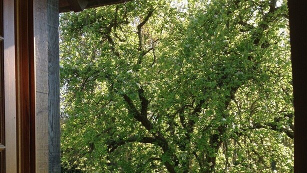 Vista a través de una ventana de un jardín arbolado con una estructura de madera.