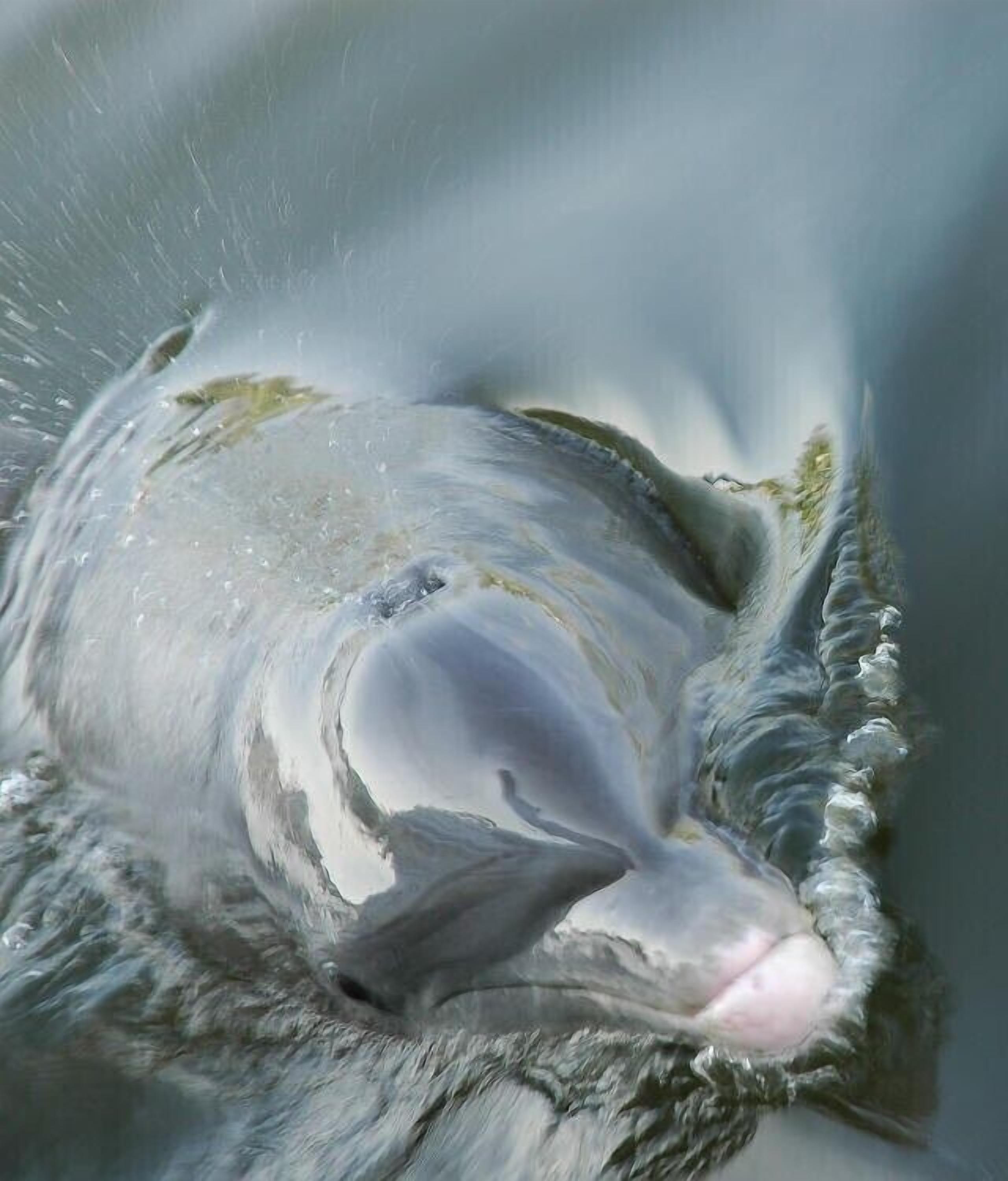 Un dauphin nageant dans l’eau.