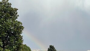 A lush garden with a variety of trees and shrubs, a clear view of a cityscape in the background, and a rainbow in the sky.