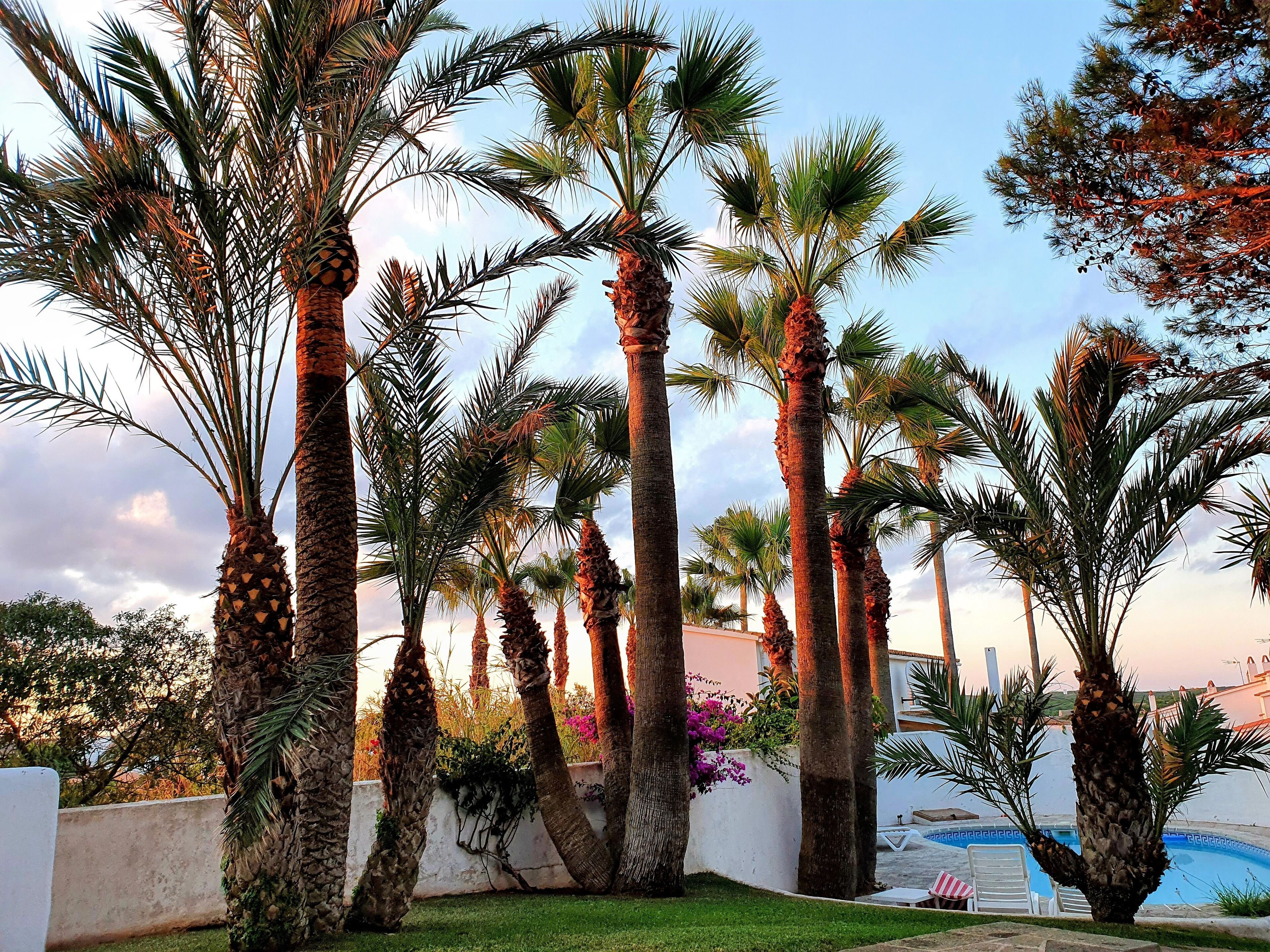 Palm trees next to the pool