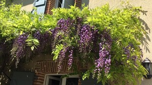 A building with a brick facade, a window with shutters, and a green vine with purple flowers. - Beautiful Cottage ****  on the bank of the river Tarn - 6/7 people. Pool . (Labastide de Levis)