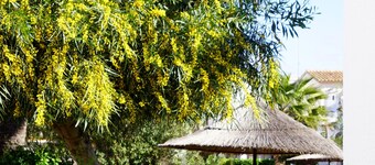 Nice bungalow by the sea. Tourist Accommodation VT-450644-A