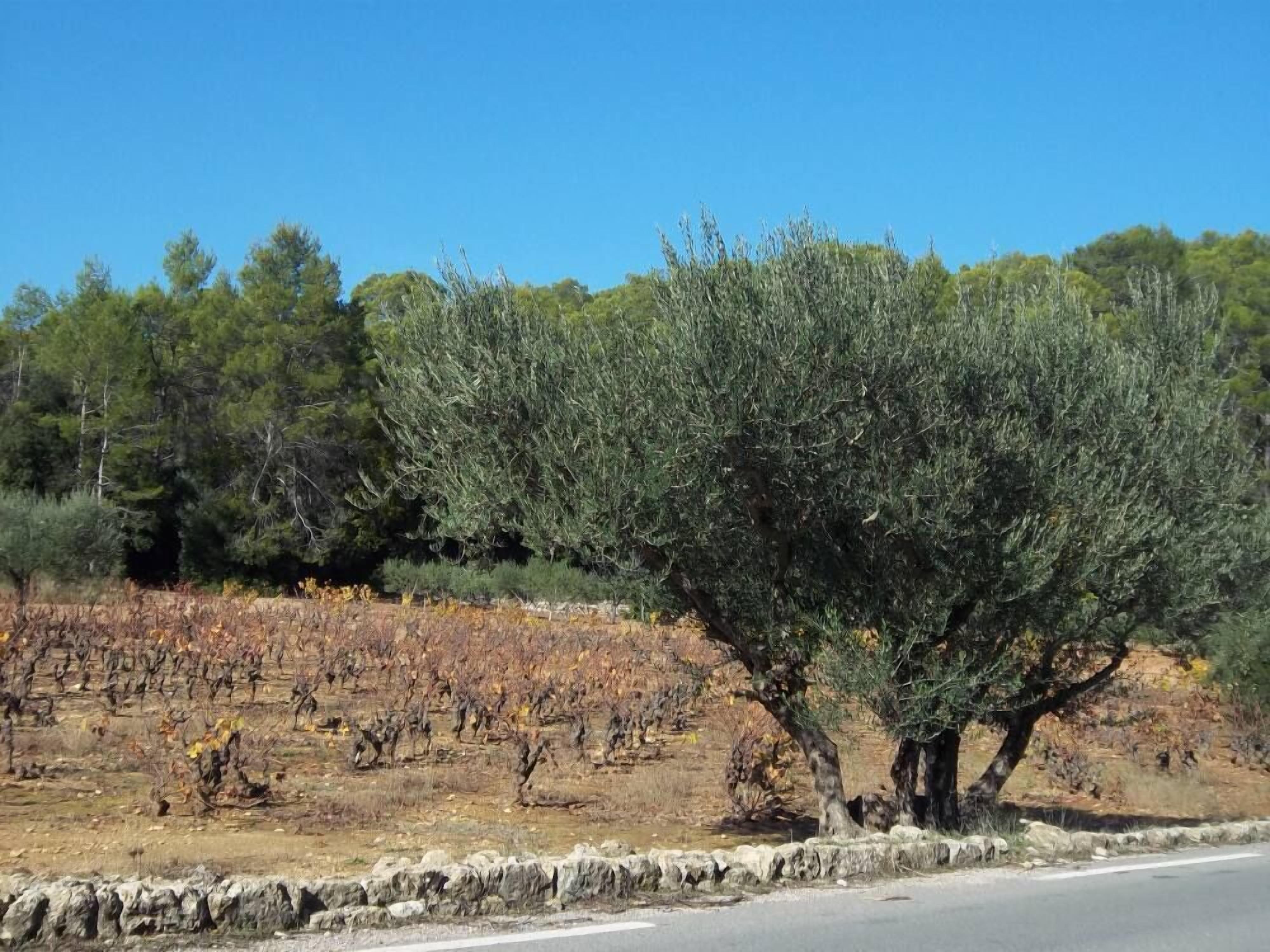 Ein Weinberg mit Reihen von Weinreben und ein großer Olivenbaum im Vordergrund.