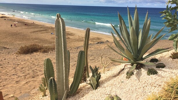 Ein Strand mit Kakteen und freiem Blick auf den Ozean.