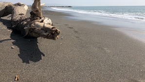 A beach with a large tree trunk lying on the sand near the water's edge. - Romantic Tuscan villa with comfort, 3 double rooms, air conditioning, wifi, pool, sea, flush (Montescudaio)