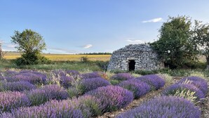A stone structure with an open doorway, surrounded by lavender fields. - Charming, authentic cabanon all to yourself on almost 7000 m2 of land (Lacoste)