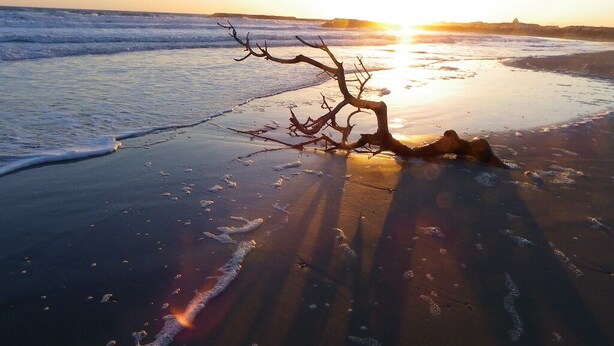 Une scène de plage avec un arbre tombé sur le sable et le soleil se couchant à l’horizon.