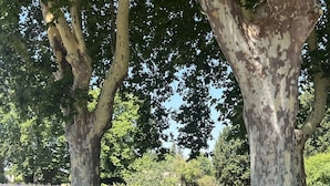 A row of trees with a purple field in the background. - MODERNITY, COMFORT, SWIMMING POOL, VIEW AT THE FOOT OF MONT VENTOUX (Modène)