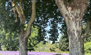 Uma fileira de árvores com um campo roxo ao fundo.