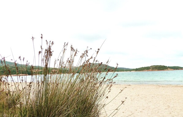 A beach with tall grasses in the foreground and a sandy shore.