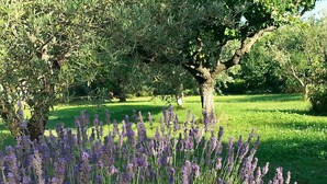 A garden with lavender bushes and trees. - House with private pool, Luberon nature park, near Lourmarin. (Puyvert)
