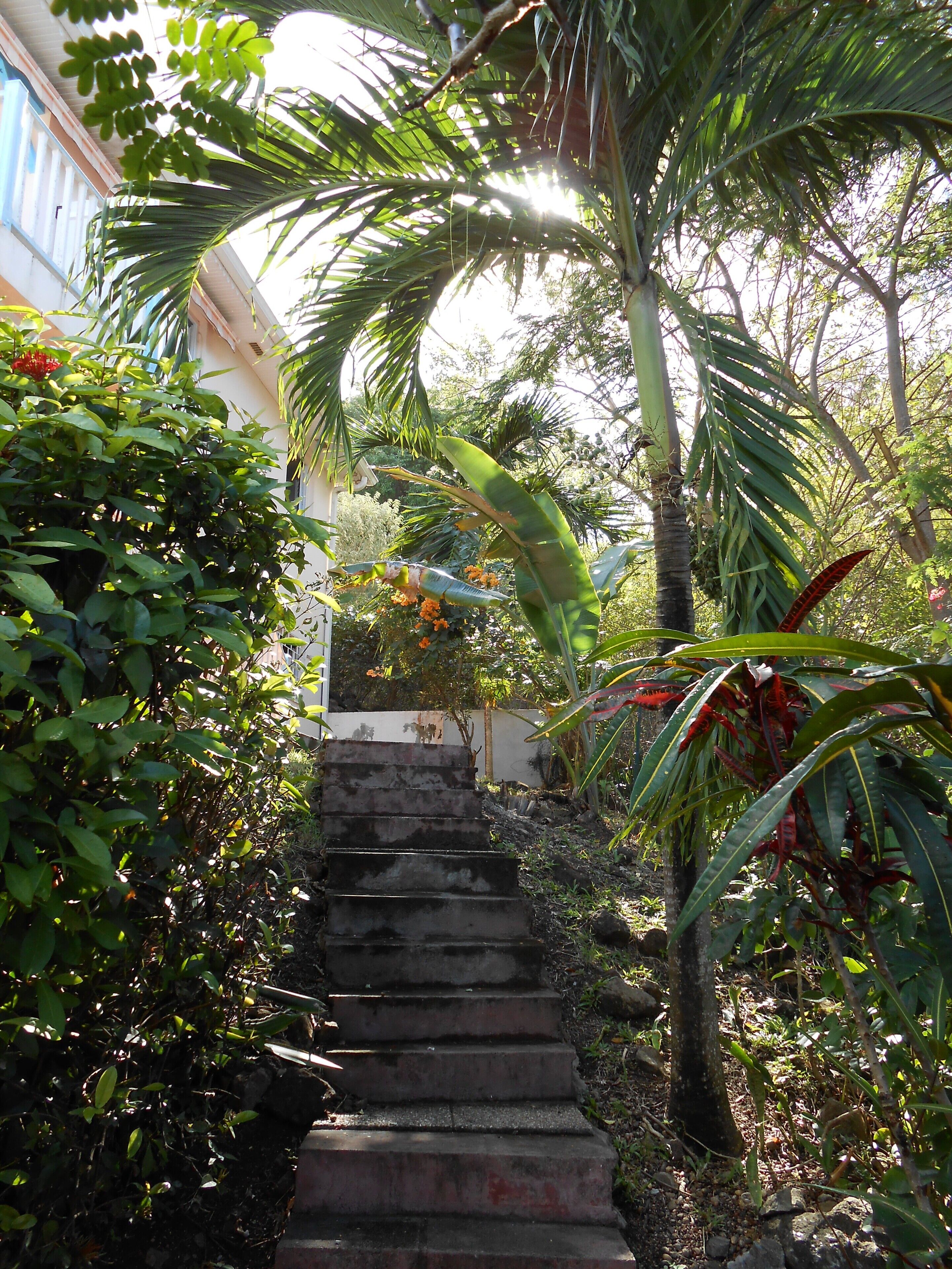 Una escalera rodeada de exuberante vegetación y un edificio al fondo.