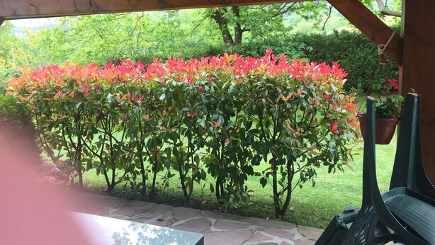 Una zona de terrassa coberta amb sòl de pedra, sostre de fusta i vista a un jardí exuberant amb arbustos florals.