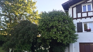 Una casa amb jardí, un arbre gran i plantes en testos.