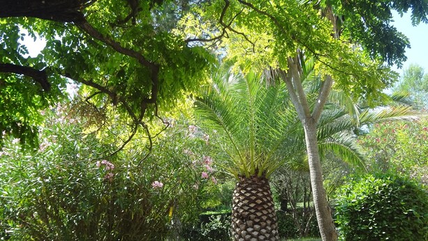 Un jardín con diversos árboles, incluyendo una destacada palmera y un tronco de árbol grande y texturizado.