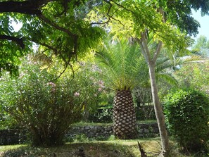 A garden with a variety of trees, including a prominent palm tree and a large, textured tree trunk.