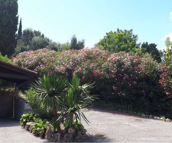 A garden with a gravel path, palm plants, and a variety of flowering shrubs.