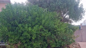 A landscaped garden with a stone wall, various shrubs, and a banana plant. - Farniente & sunsets on the Gulf of Ajaccio and the Sanguinaires Islands (Bastelicaccia)