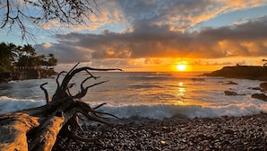 Ein Strandbild mit Sonnenuntergang, felsigem Ufer und einem umgestürzten Baum.