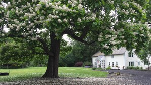 A large tree with white blossoms in front of a white building.
