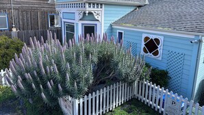A blue house with a white picket fence and purple flowering plants in front. - Last Chance! Unexpected opening– Steps to the Beach! Spectacular roof deck (Santa Cruz)