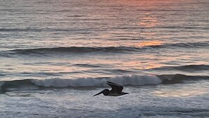 A sunset over the ocean with waves and a bird flying. - Ocean front w/Balcony -the "How Sweet It Is!" condo with breathtaking Views (Daytona Beach)