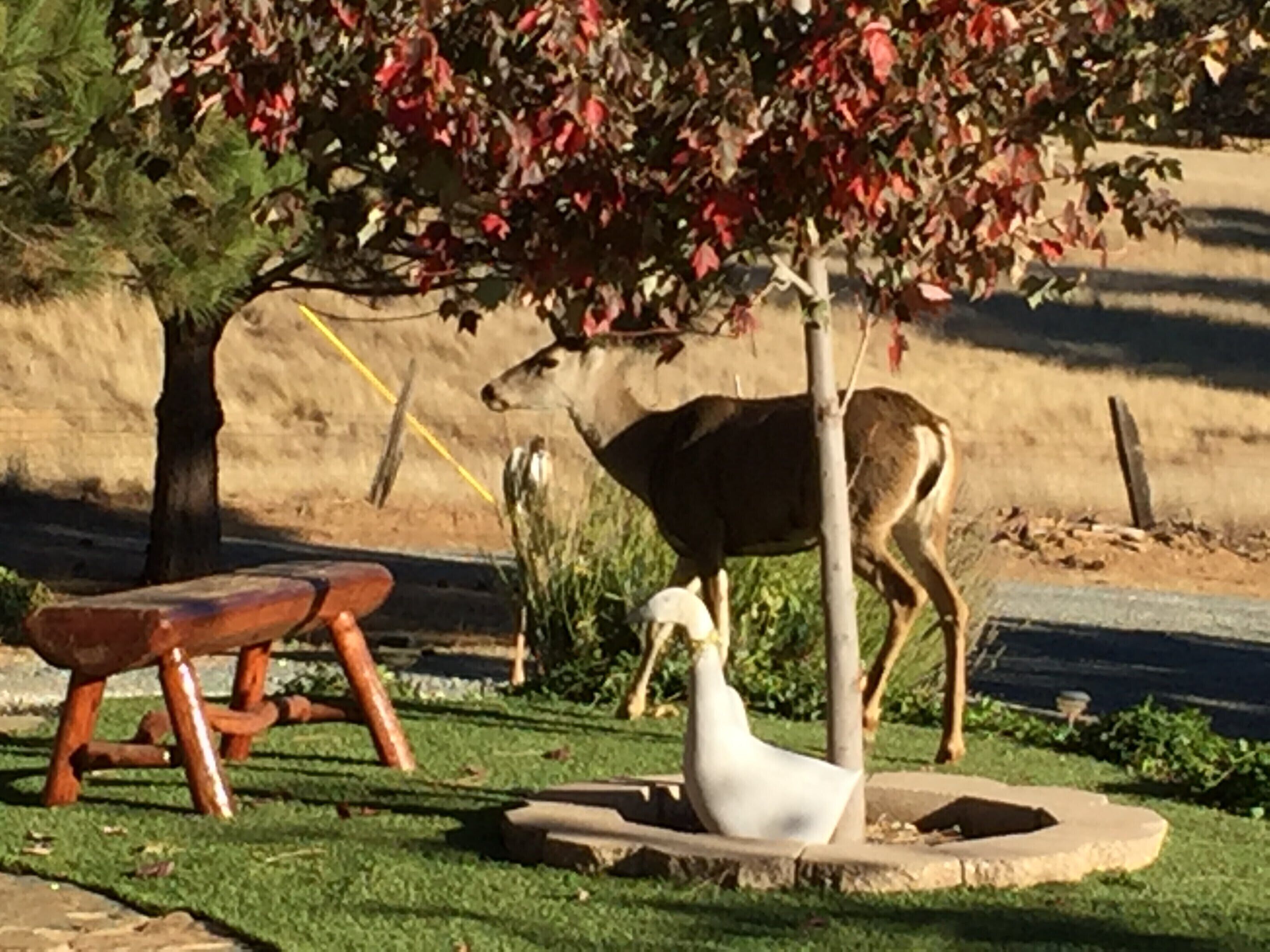 A park with a wooden bench, a tree with red leaves, and a white bird statue.
