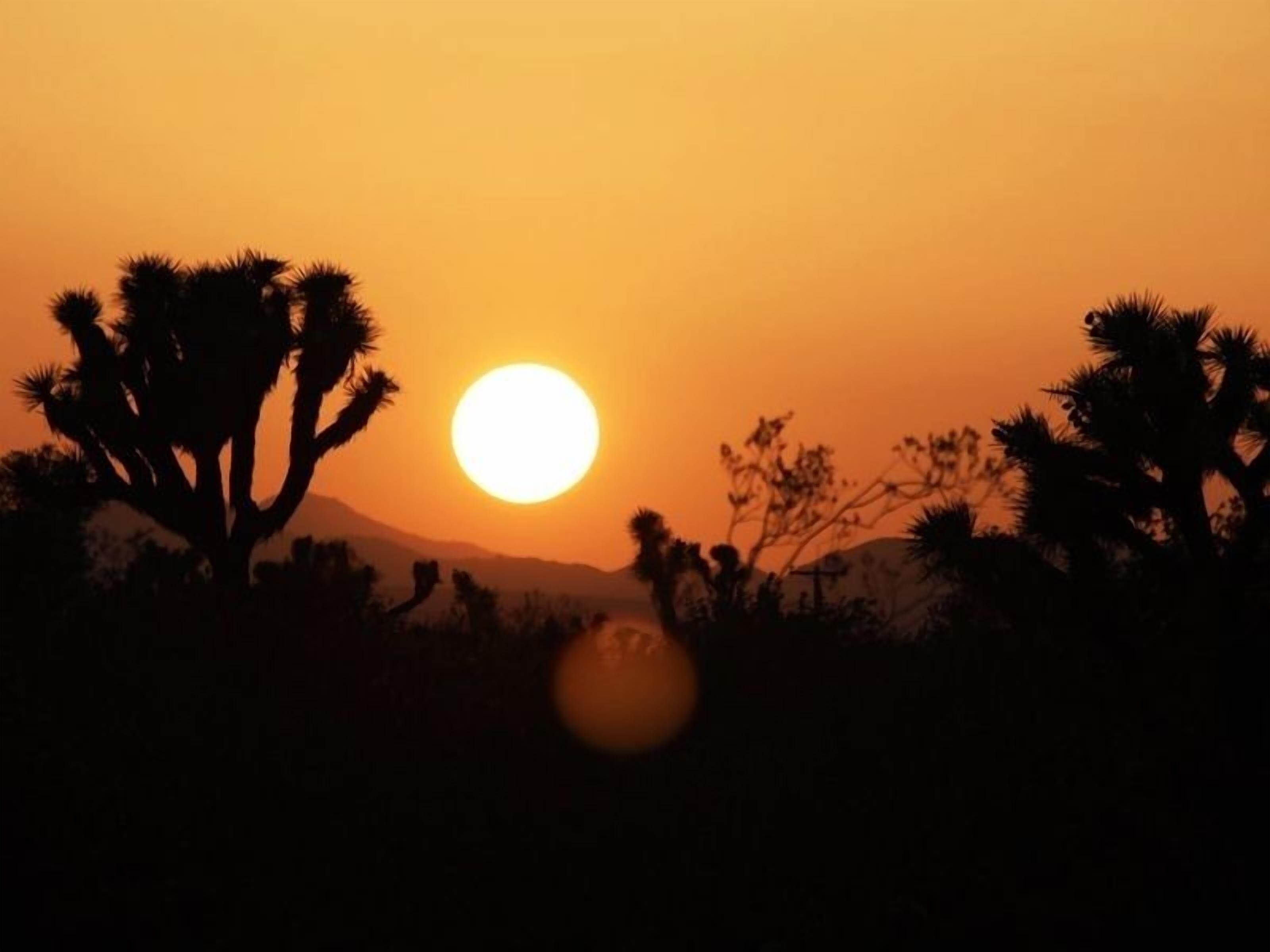 A sunset with silhouettes of desert vegetation.