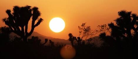 A sunset with silhouettes of desert vegetation.