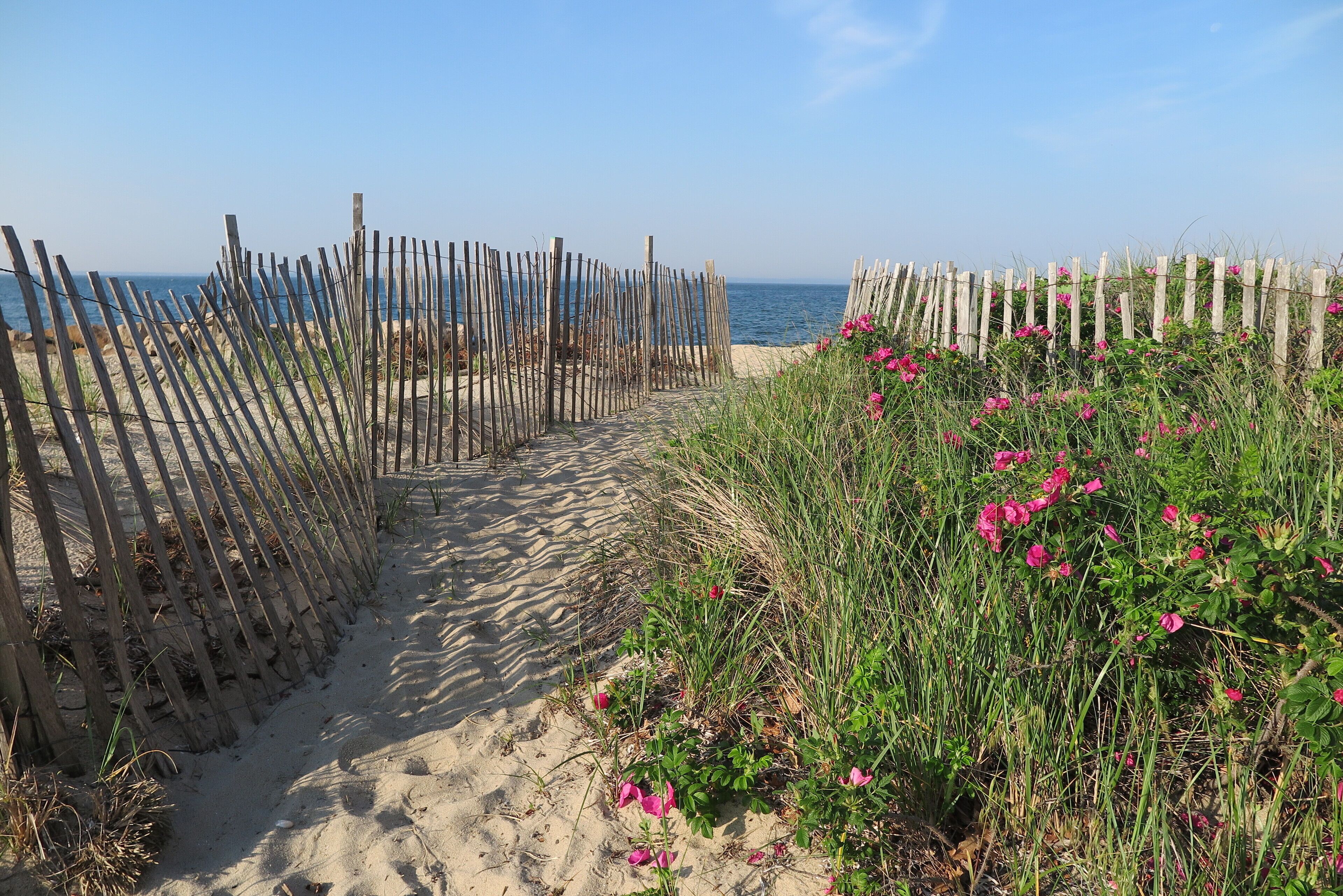 A sandy pathway leading to the beach, bordered by wooden fences and surrounded by green vegetation and pink flowers.