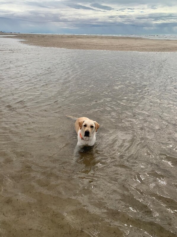 Un chien dans une zone peu profonde au bord de la mer.
